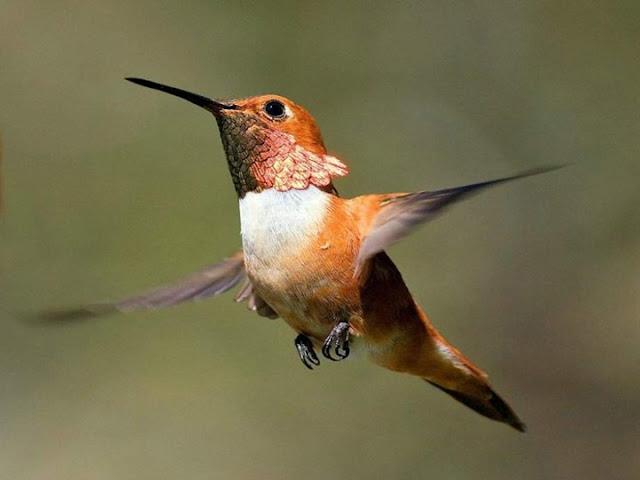 Colorful Birds - Beautiful Collection Seen On www.coolpicturegallery.us