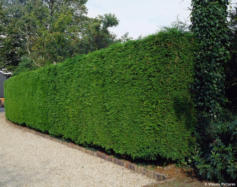 Cupressocyparis%2Bleylandii%2B %2BLeyland%2BCypress%2B16