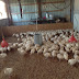 Panduan praktis cara ternak Ayam Kalkun