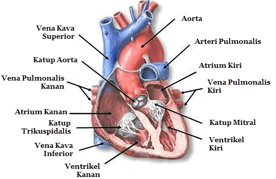 jantung