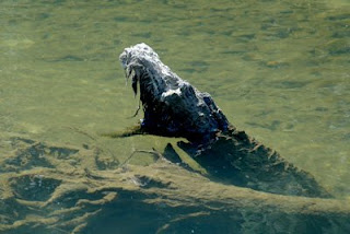 Nessie's lesser known American cousin
