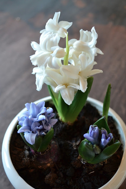 White and blue Hyacinthus orientalis