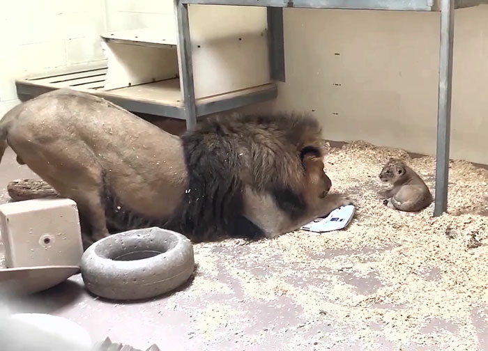 Heart-Melting Video Shows Male Lion Crouching Down To Meet His Baby Cub For The First Time