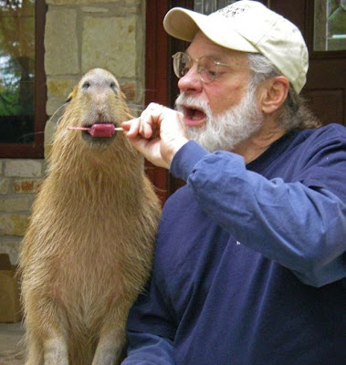 Caplin Rous, World's Most Famous Capybara Seen On www.coolpicturegallery.us