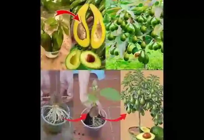 The BEST Way To Grow Avocado From Seed
