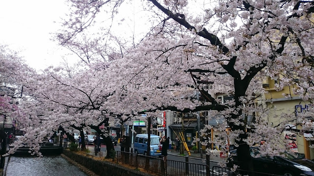 Japan cherry blossoms