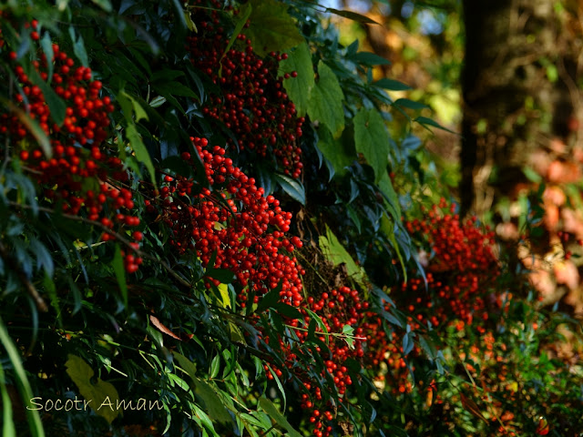 Nandina domestica