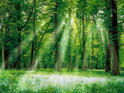 New Forest Of Mystery