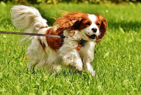On the list of smallest animals in the world is Cavalier King Charles Spaniel.