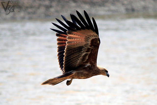 Juvenile Brahminy Kite or Garuda in flight