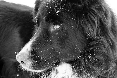 Dandruff In A Pets