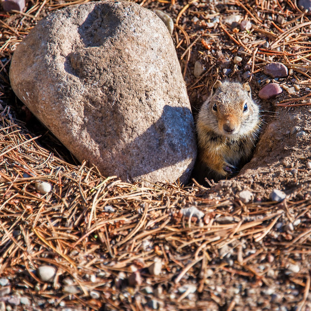 Uinta Ground Squirrel Grand Tetons National Park Jenny Lake Campground