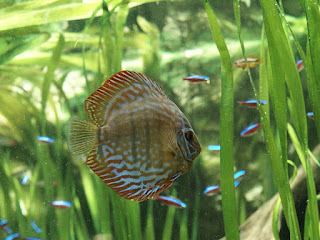 Discus commun - Symphysodon aequifasciatus