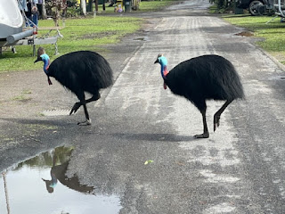 Cassowaries, South Mission Beach Qld