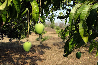 Cultivation Of Mango In India