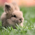 40 interesting facts about rabbits