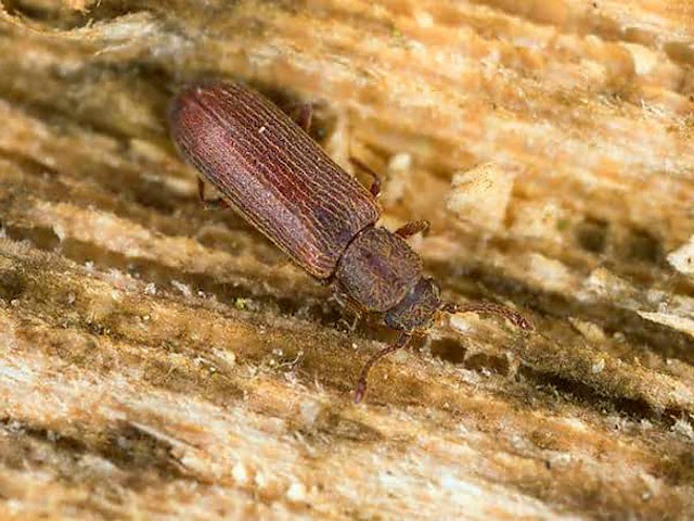 Cara Mengatasi  Kumbang Bubuk Kayu  dan Bambu dengan Ampuh 
