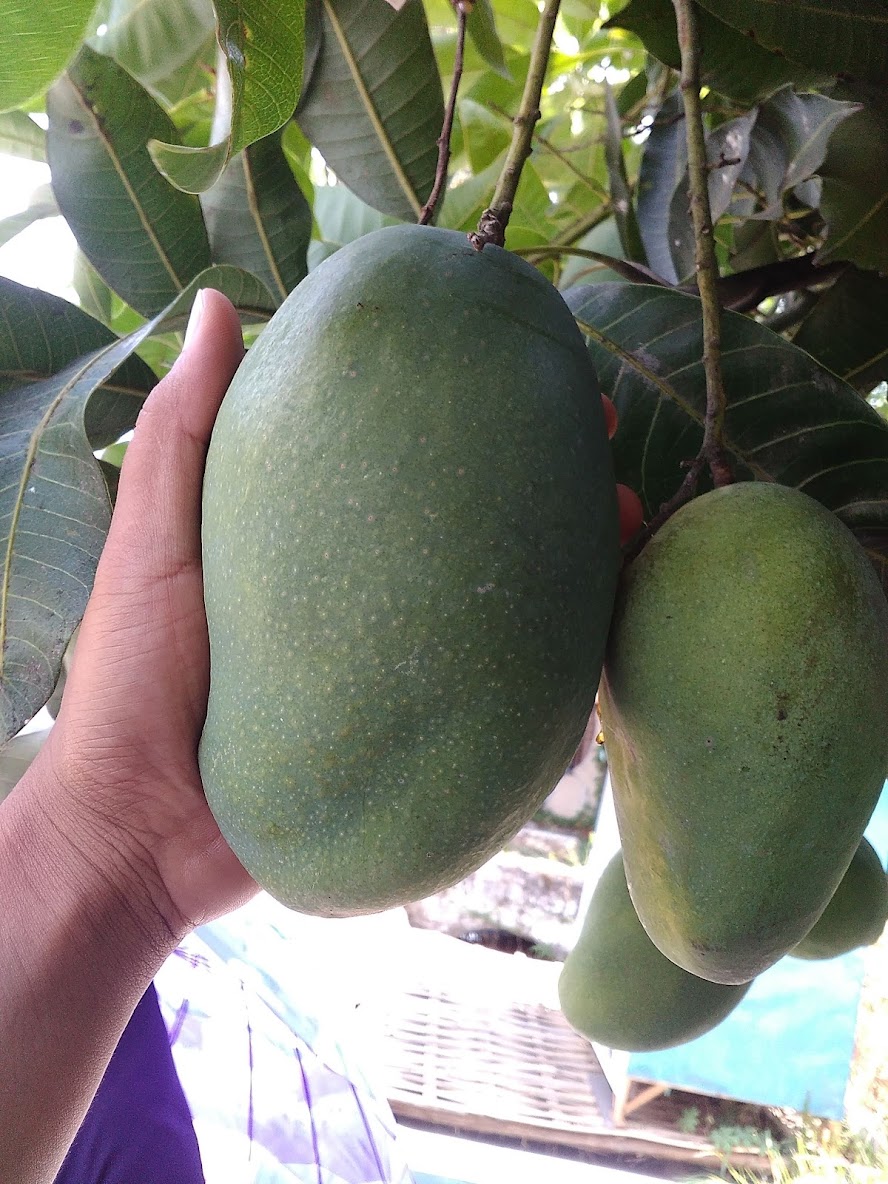 pohon mangga harumanis langsung kirim Jakarta Selatan