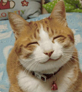 Smiling cat photo