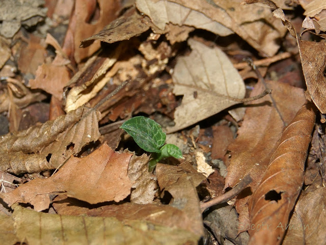 Goodyera biflora