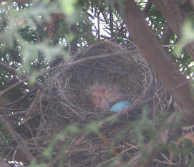 Robin nest - with one small baby in!