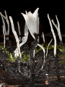 Fungus, Candlesnuff, Xylaria hypoxylon, growing on a rotting fallen branch.  aka Stag's-horn Fungus. Near Leaves Green, 3 December 2011.