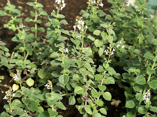 Plectranthe pourpré - Plectranthus purpuratus - Plectranthus pourpré