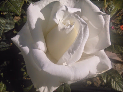 rosa blanca