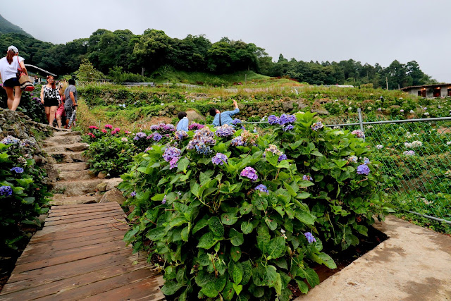 大梯田花卉生態農園 繡球花