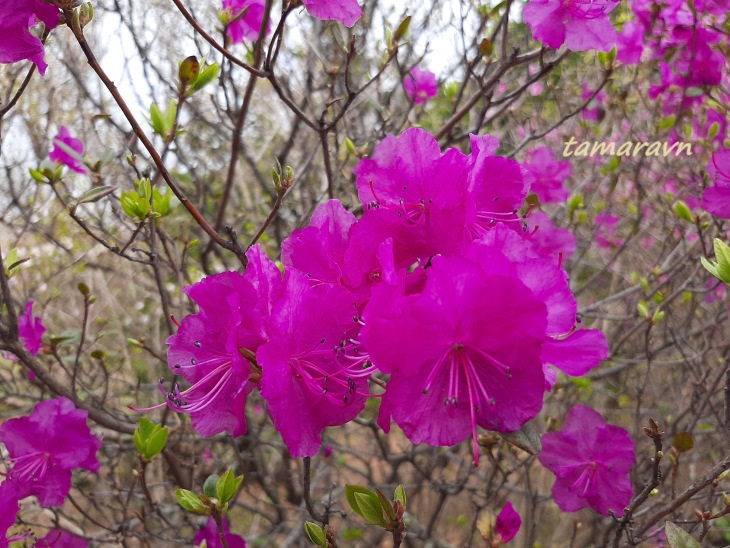 Рододендрон остроконечный (Rhododendron mucronulatum)