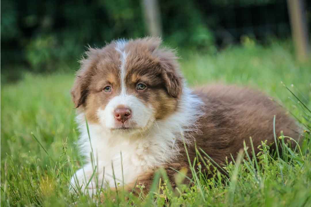 Le Chien Berger Australien: avec ou sans queue?