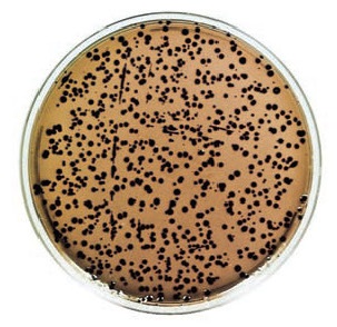 E. COLI