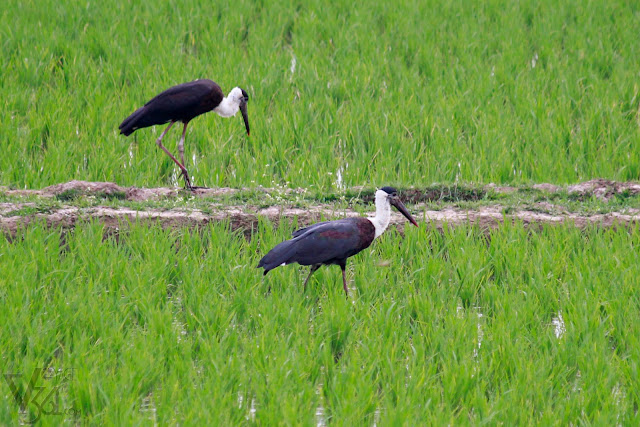 Woolly-necked stork, categorized as vulnerable species under IUCN Red List 