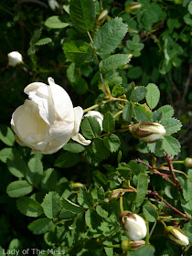 ruusu, rose, juhannusruusu, midsummerrose