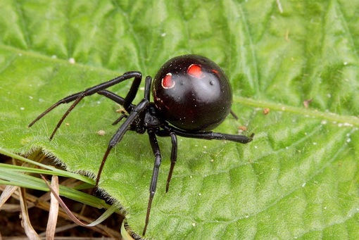spider bites australia pictures. spider bites australia