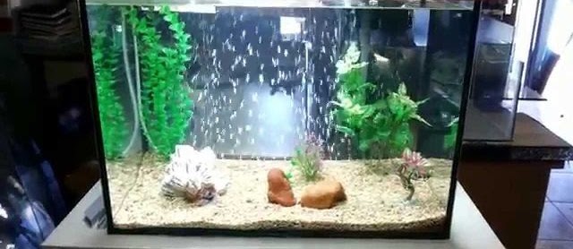  Cara  Membuat  Aquarium  sederhana Unik untuk Ikan Hias 