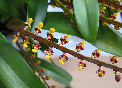 Bulbophyllum falcatum care and culture