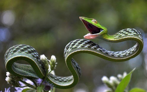 Green vine Snake