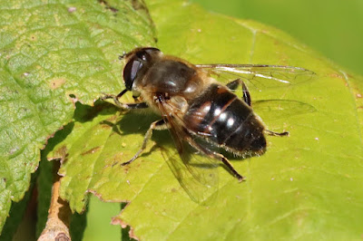 Common drone fly (Eristalis tenax)