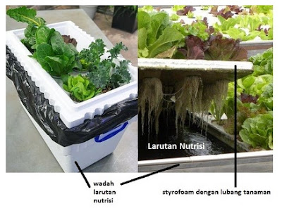 Menanam hidroponik sistem apung ( floating system )