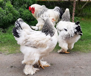 Ternak Ayam Modal 1 Juta Rupiah
