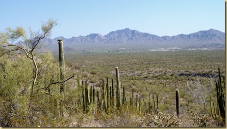 2011-04-21 -3- AZ, Organ Pipe Cactus National Monument (53) 2011-04-21 -3- AZ, Organ Pipe Cactus National Monument (53)