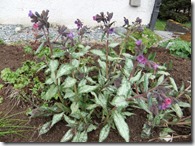 Pulmonaria Silverado