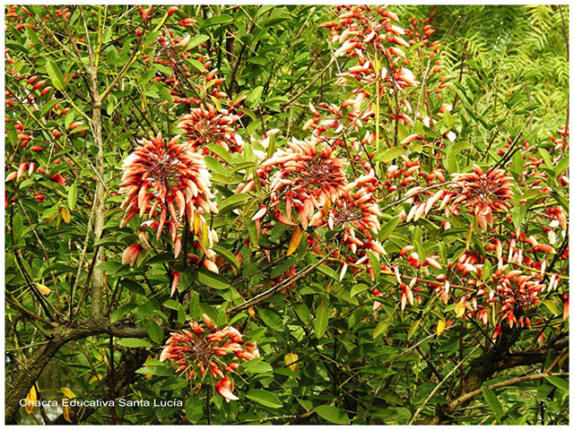 Racimos de flores de Ceibor-Chacra Educativa Santa Lucía