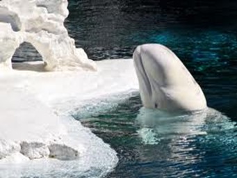 Amazing Pictures of Animals, photo, Nature, exotic, funny, incredibel, Zoo, Beluga or White Whale, Delphinapterus leucas, Alex (7)