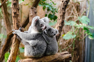  Fauna atau biasa disebut Dunia Hewan dimana mereka dapat hidup di belahan dunia manapun Kumpulan Gambar Hewan di Australia 