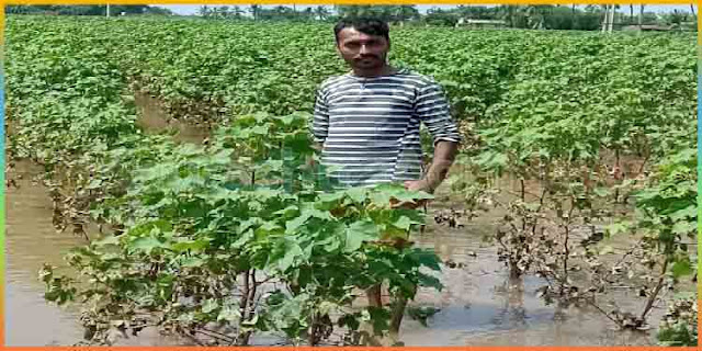 Poor condition of cotton with river water.