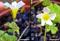 http://sciencythoughts.blogspot.co.uk/2015/02/two-new-species-of-oxalis-from-northern.html