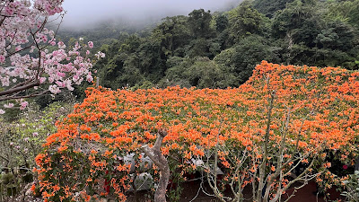 淡水楓樹湖「巨石花園」賞木蓮花 (辛夷花、木蘭花 ) II 桃花源 百年古厝「石頭屋」秘境賞櫻 巨石花園 炮仗花滿開