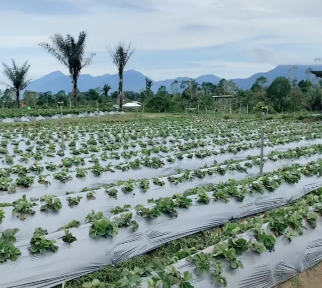 La Fresa Kintamani Bali Daya Tarik